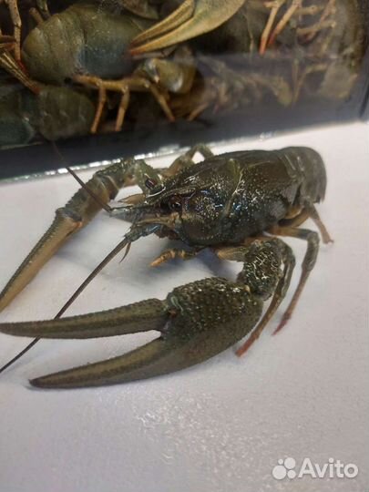 Живые раки. Доставка