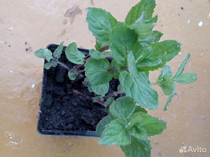 Мята. 3 сорта