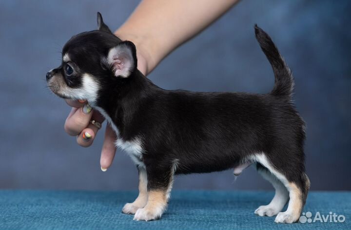 Чихуахуа мальчик
