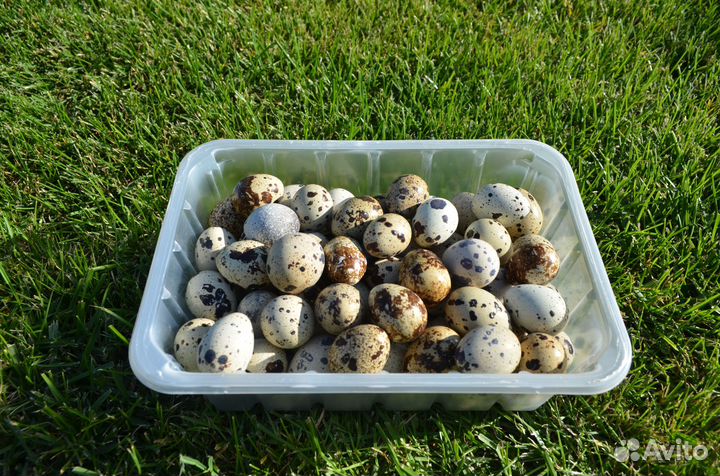 Копчёные перепела, яйца перепелиные, мясо свежее