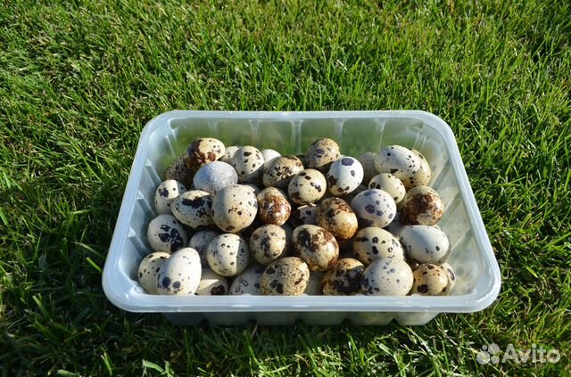 Копчёные перепела, яйца перепелиные, мясо свежее