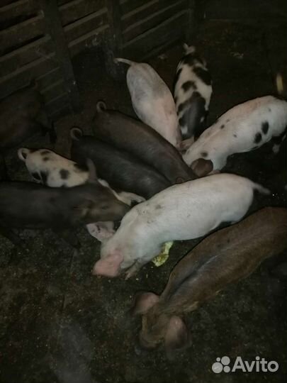 Поросята