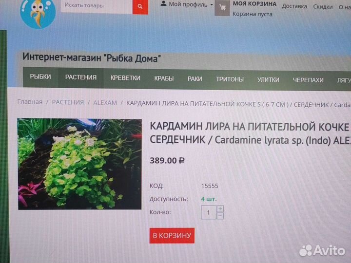 Кардамон лира на питательной кочке