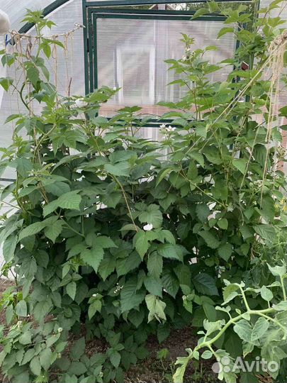 Саженцы малины ежевики клубники