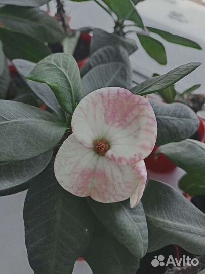 Молочай миля,эуфорбия цветущие, отростки,сортовые