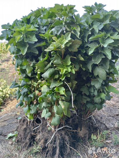 Плодовые саженцы и кустарники