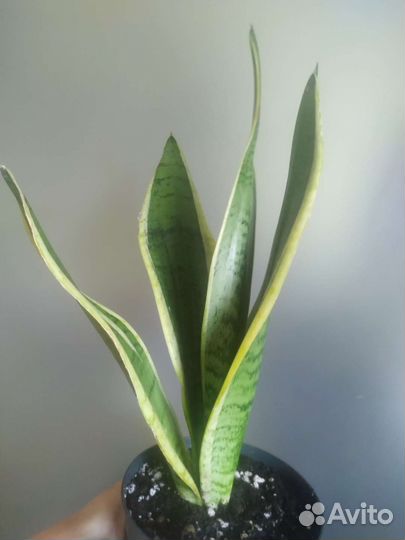 Сансевиерия Сноу Вайт