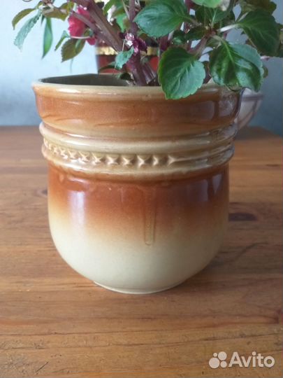 Бальзамин махровый