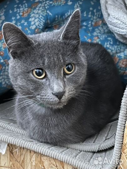 Русская голубая