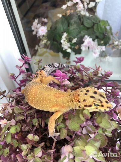 Геккон эублефар