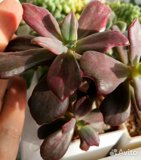 Суккуленты