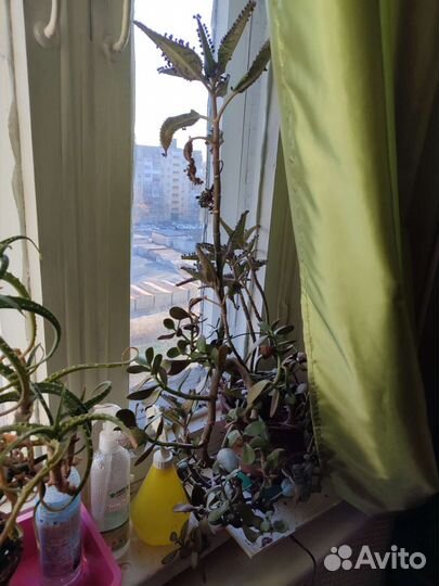 Алоэ, каланхоэ