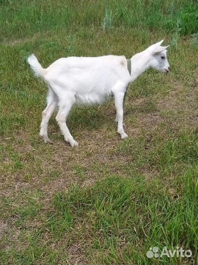 Козочки 2 месяца