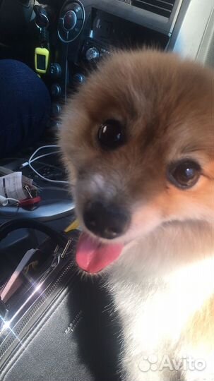 Шпиц вязка мальчик