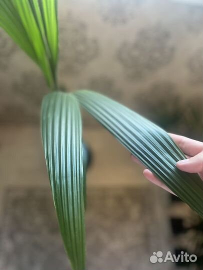 Кокосовая пальма