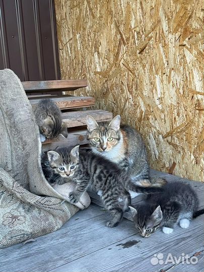 Отдам в добрые руки котят