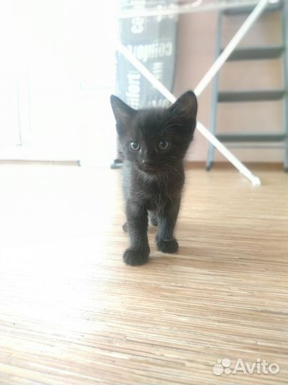 Котик