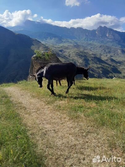 Ослиное молоко