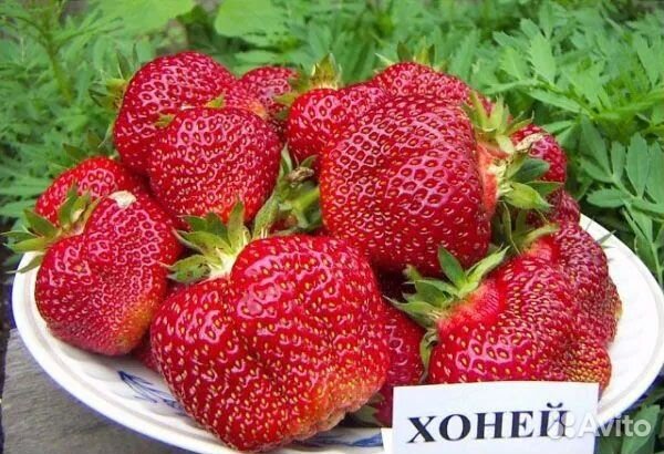 Рассада клубники