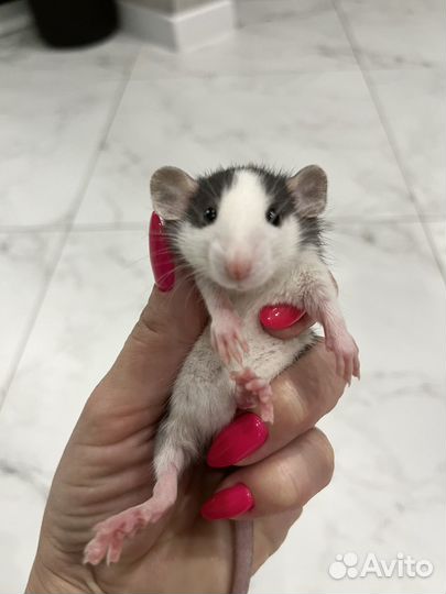 Крысы дамбо девочки