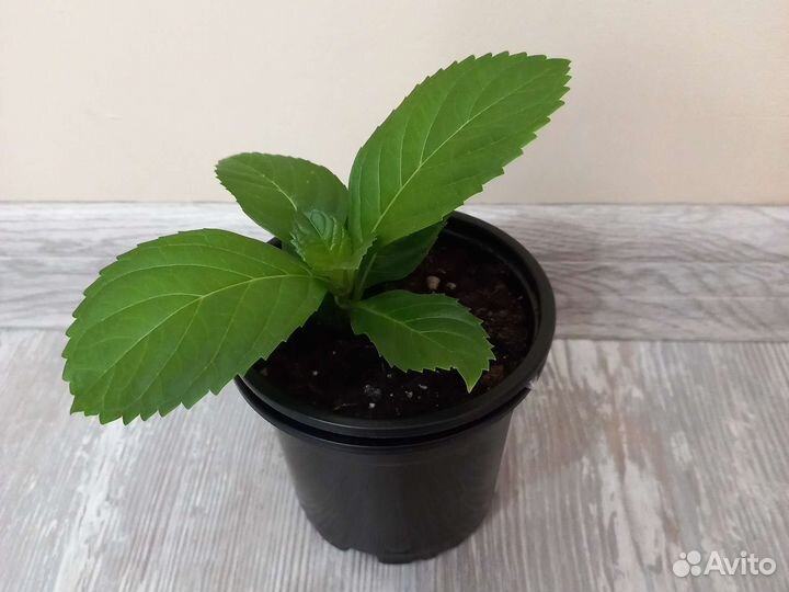 Гортензия крупнолистная