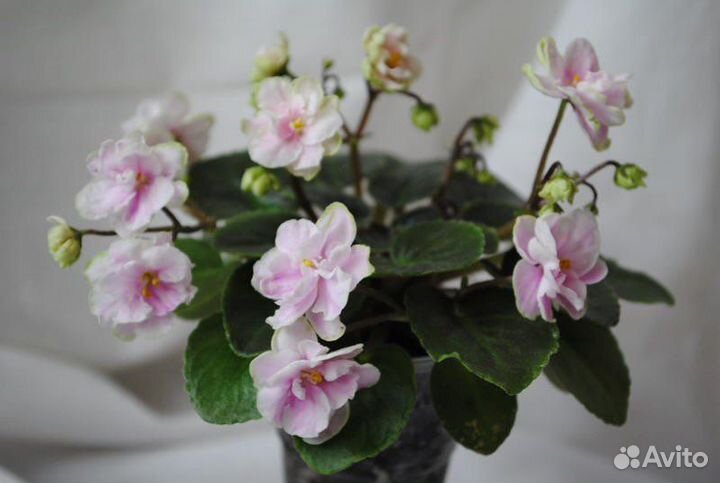 Фиалки сортовые