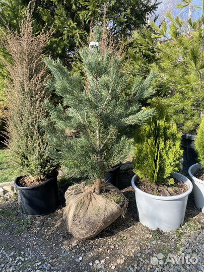 Хвойные растения