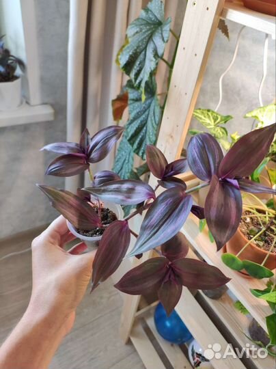 Традесканция