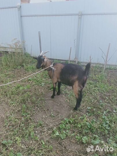 Коза нубийская
