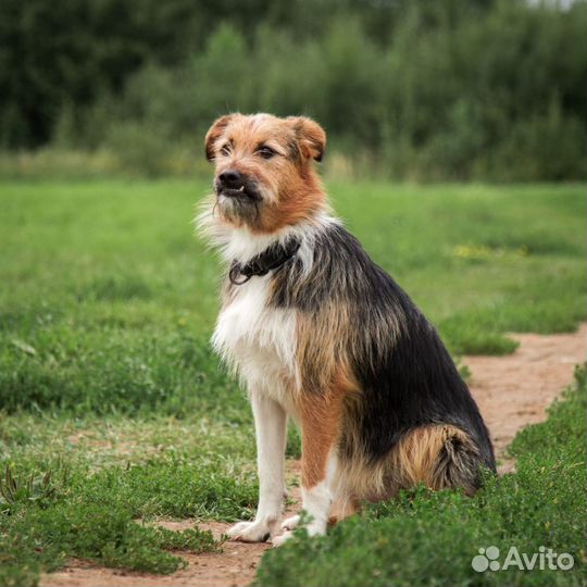 Бэлла ищет дом