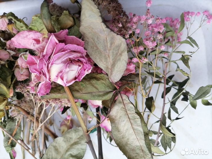 Сухоцветы для творчества