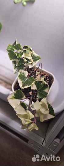 Крестовник крупноязычковый