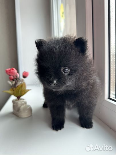 Щенки шпица