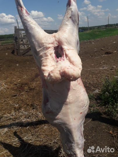 Мясо баранина свежая/домашняя