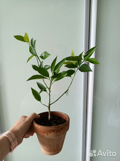 Цитрус Кукле