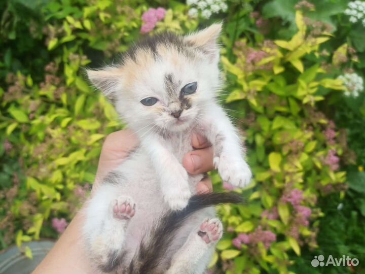 Котята (девочки)в добрые руки бесплатно