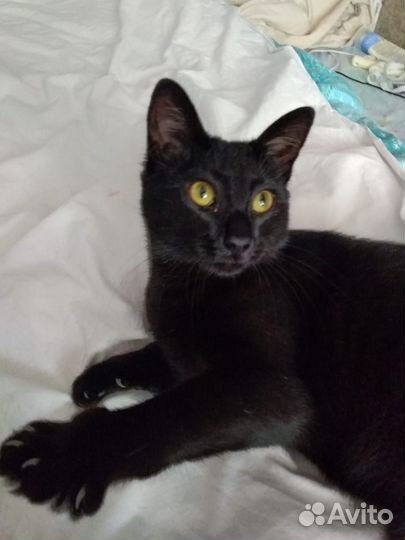 Замечательная маленькая пантерка ищет передержку