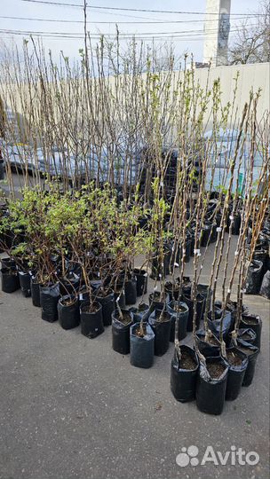 Растения в ассортименте (саженцы/цветы)