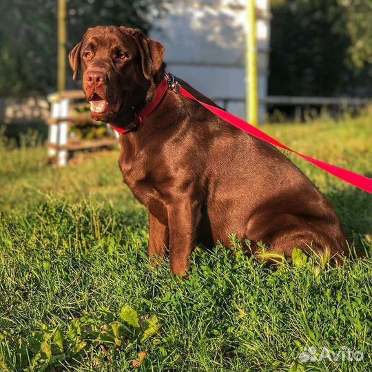 Собака лабрадор