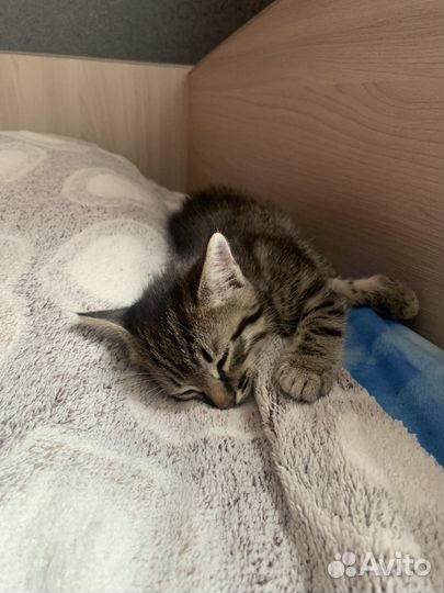 Котенок