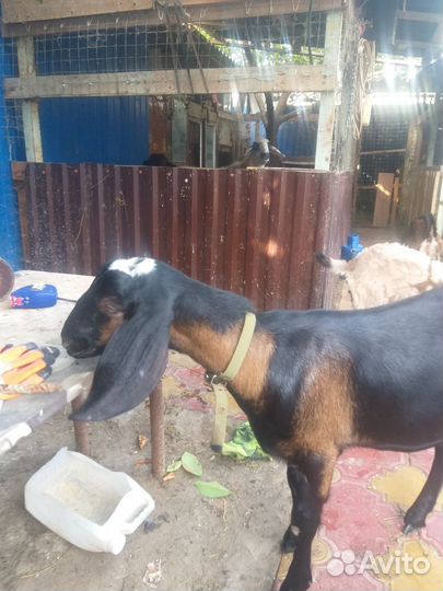 Нубийские козлята