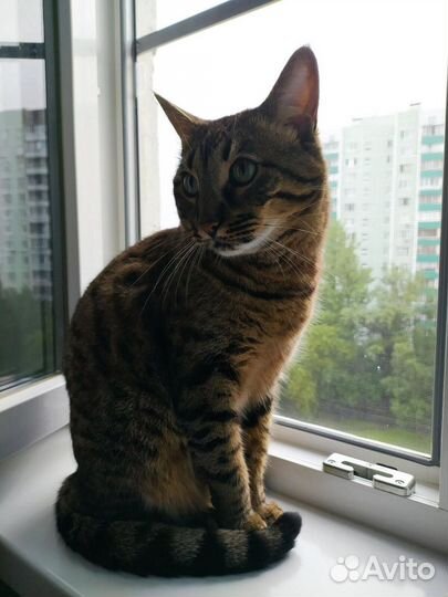 Кошки в добрые руки бесплатно