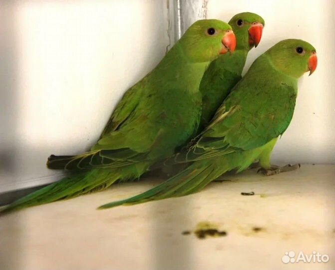 Птенцы ожерелового попугая