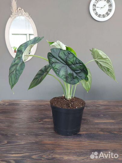 Алоказия Шкура Дракона Драгон Скейл