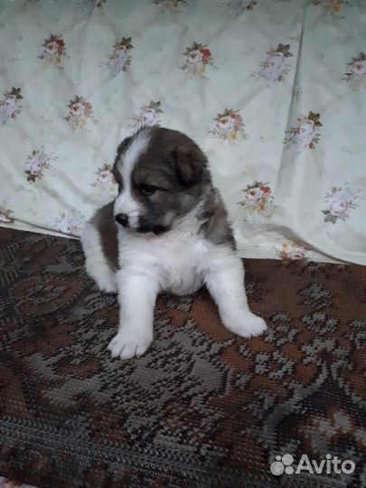 Щеночки дворняжки в дар