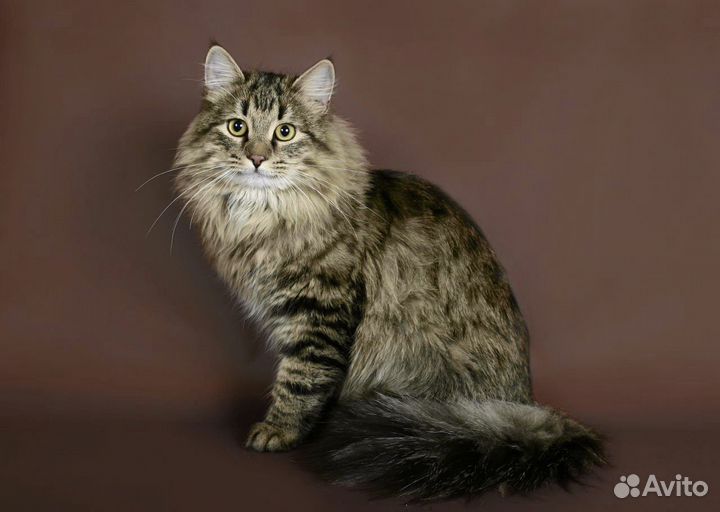 Кошечка-красавица в добрые руки