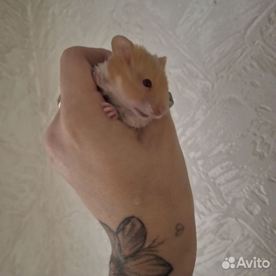 Сирийский хомяк мальчик