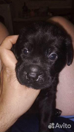 Щенки лабрадора