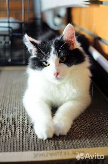 Котёнок в добрые руки
