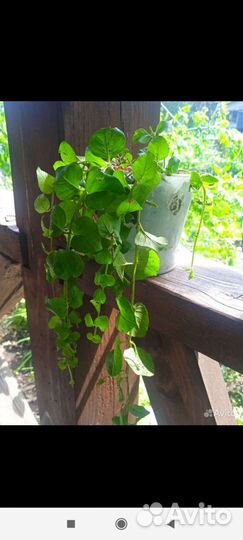 Ампельные растения